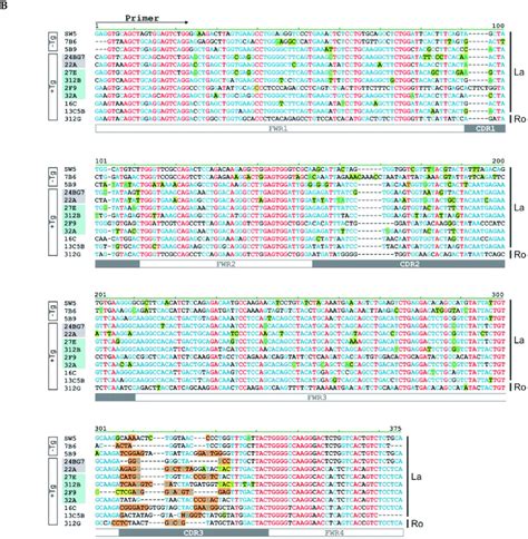 Nucleotide sequence alignment. The nucleotide sequences of (A) light ...