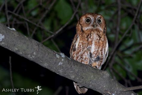 Eastern screech owl - song / call / voice / sound.