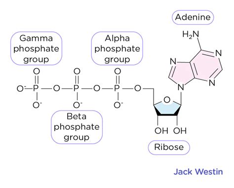 Atp Structure Labeled