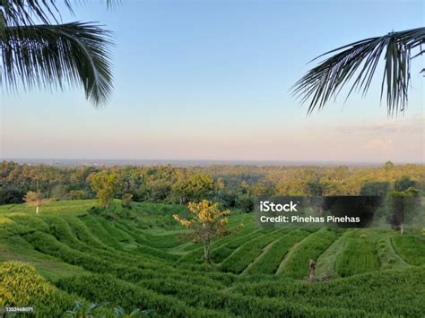 Sunrise Padi Field In Negara Bali Stock Photo - Download Image Now ...