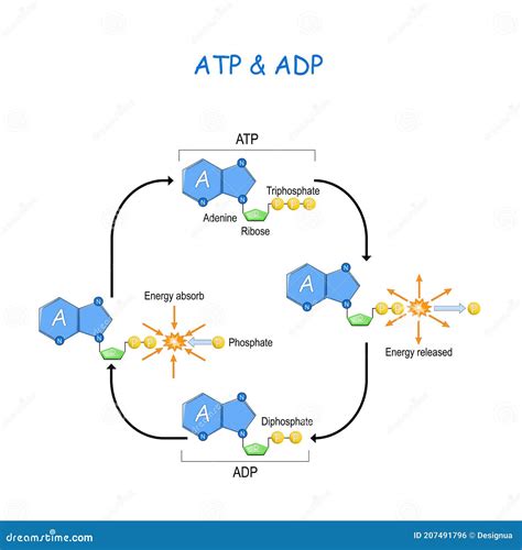 Diagram Of Atp Cycle