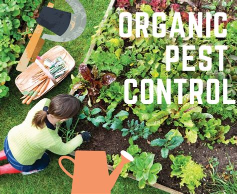 What Is Organic Pest Control?