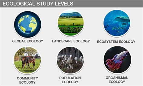 What is Ecology? - Types, Importance And Examples Of Ecology