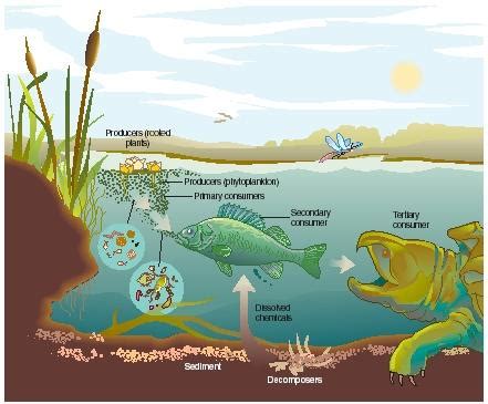 Ecosystem - humans, examples, body, water, process, Earth, life, plants