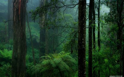 Rain Forest Wallpaper (62+ images)