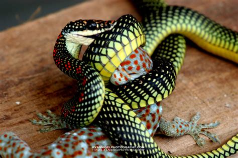 Paradise Tree Snake tries to eat a Gekko - ryannigelphotography.com