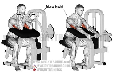 Machine triceps extension instructions and video | Weight Training Guide