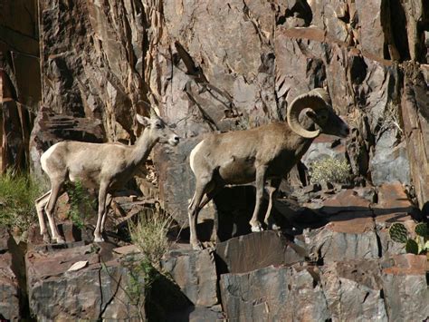 Grand Canyon National Park Wildlife – National Park Photographer