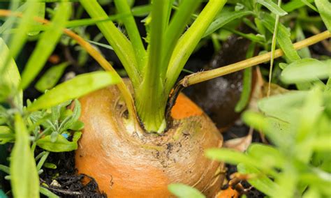 Planting Carrot Seeds: The Easy Beginner's Guide to Growing Carrots ...