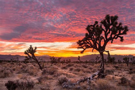 2613 best Joshua Tree National Park images on Pholder | Earth Porn ...