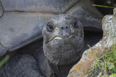 Aldabra Tortoise Attraction | Central Florida Zoo Animals