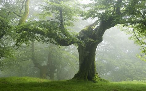 nature, Forest, Trees, Green Wallpapers HD / Desktop and Mobile Backgrounds