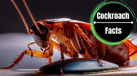 Cockroach Bite Eye Symptoms, Causes, Prevention And Treatment - The ...