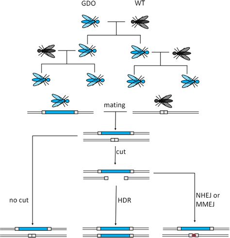 Mechanism of CRISPR/Cas9-based gene drives. A gene drive organism ...