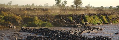 Serengeti National Park Safari Guide