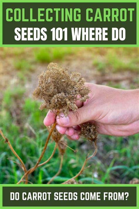 Collecting Carrot Seeds 101: Where do Carrot Seeds Come From?