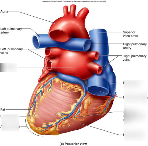 posterior surface anatomy Diagram | Quizlet