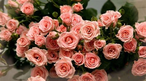 Peach Roses Wallpapers - Top Free Peach Roses Backgrounds - WallpaperAccess