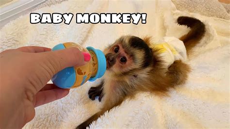 NEW BABY MONKEY AT MY HOUSE! WHERE'D HE COME FROM?! - YouTube