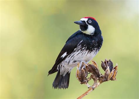 Acorn Woodpecker | Audubon Field Guide