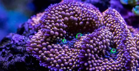 Coral Reef Biome - Coral Reef Info