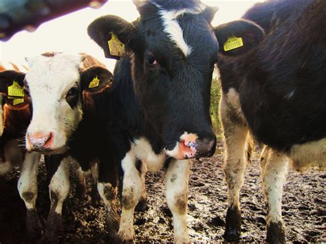 Herd Of Cows Free Stock Photo - Public Domain Pictures