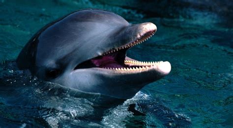 Bottlenose Dolphins Attack, Kill Two Porpoises - Softpedia