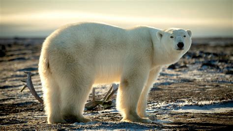 Polar bear population - WWF Arctic