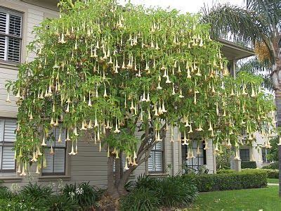 Growing brugmansia learn angel trumpet tree care tips how to – Artofit