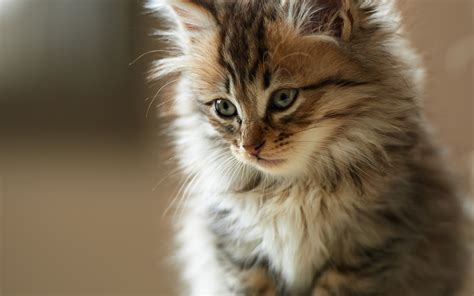 Fluffy cute cat wallpaper | 1920x1200 | #13008