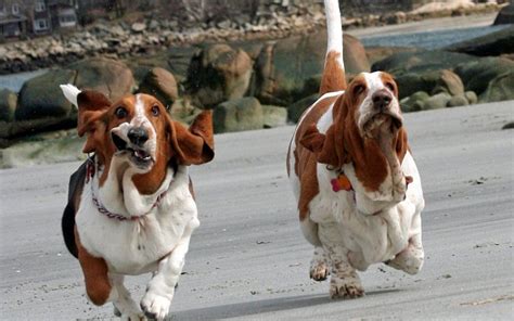 The Basset Hound | Lovely & Cute Puppy Information & Facts | Animals Lover