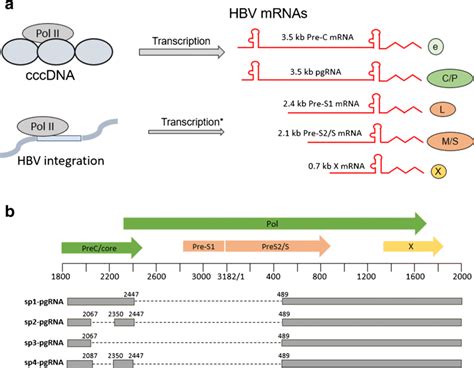 HBV RNA species and DNA templates in hepatocytes. a HBV cccDNA in the ...