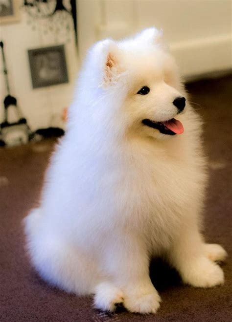 549 best samoyed puppies images on Pinterest | Puppys, Fluffy pets and ...