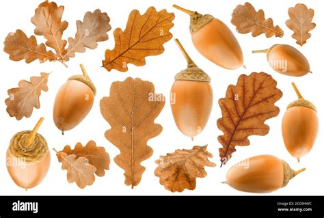 Acorn isolated on white background hi-res stock photography and images ...