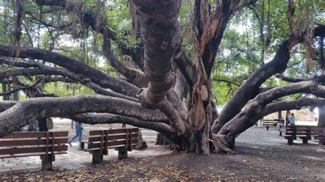 Lahaina banyan tree is THE Maui banyan tree you need to see in Hawaii ...