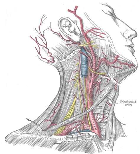 Phrenic nerve - wikidoc