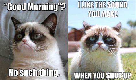 Grumpy Cat Wednesday Meme