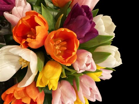 Spectacular tulip bouquet in Washington, DC | Shoots and Blooms of D.C.