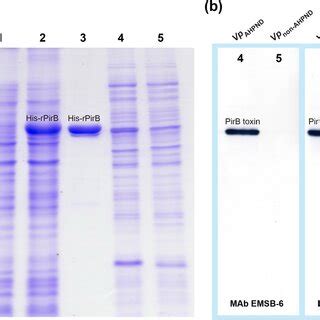 SDS-PAGE and Western blotting analysis. a SDS-PAGE gel staining with ...