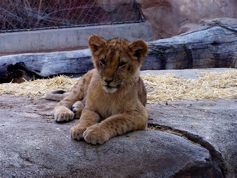 The Natural World: Zoo Babies: Lion Cubs at the Denver Zoo