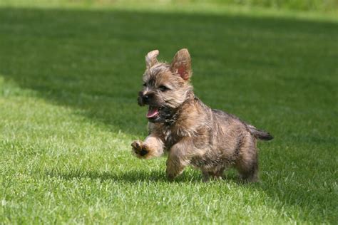 Cairn Terrier Dogs | Dog Breeds