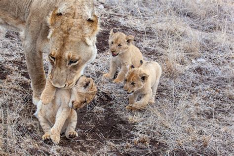 Lion cubs and Lioness Stock Photo | Adobe Stock