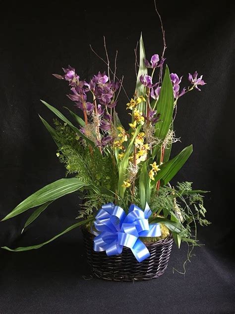 Orchid Basket | Plants and Flowers Ltd