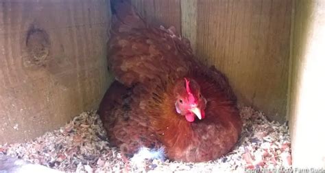 How Often Do Chickens Lay Eggs Micro Farm Guide