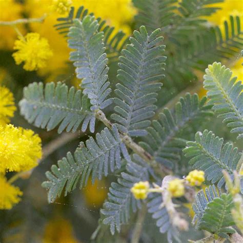 Tree – Acacia – MonFlora