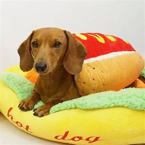 13 best Wiener Dog Costumes images on Pinterest | Dog costumes ...