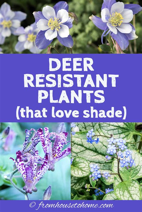 Deer Resistant Shade Plants (15 Beautiful Perennials And Shrubs That ...