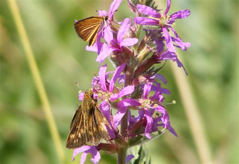 Grass Skipper - What's That Bug?