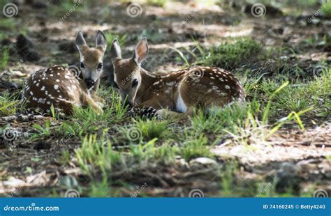 Two White Tailed Deer Fawns Laying in Green Grass. Stock Image - Image ...