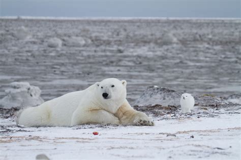 Arctic Wildlife Behaviour: Photographing Wild Personalities | Arctic ...